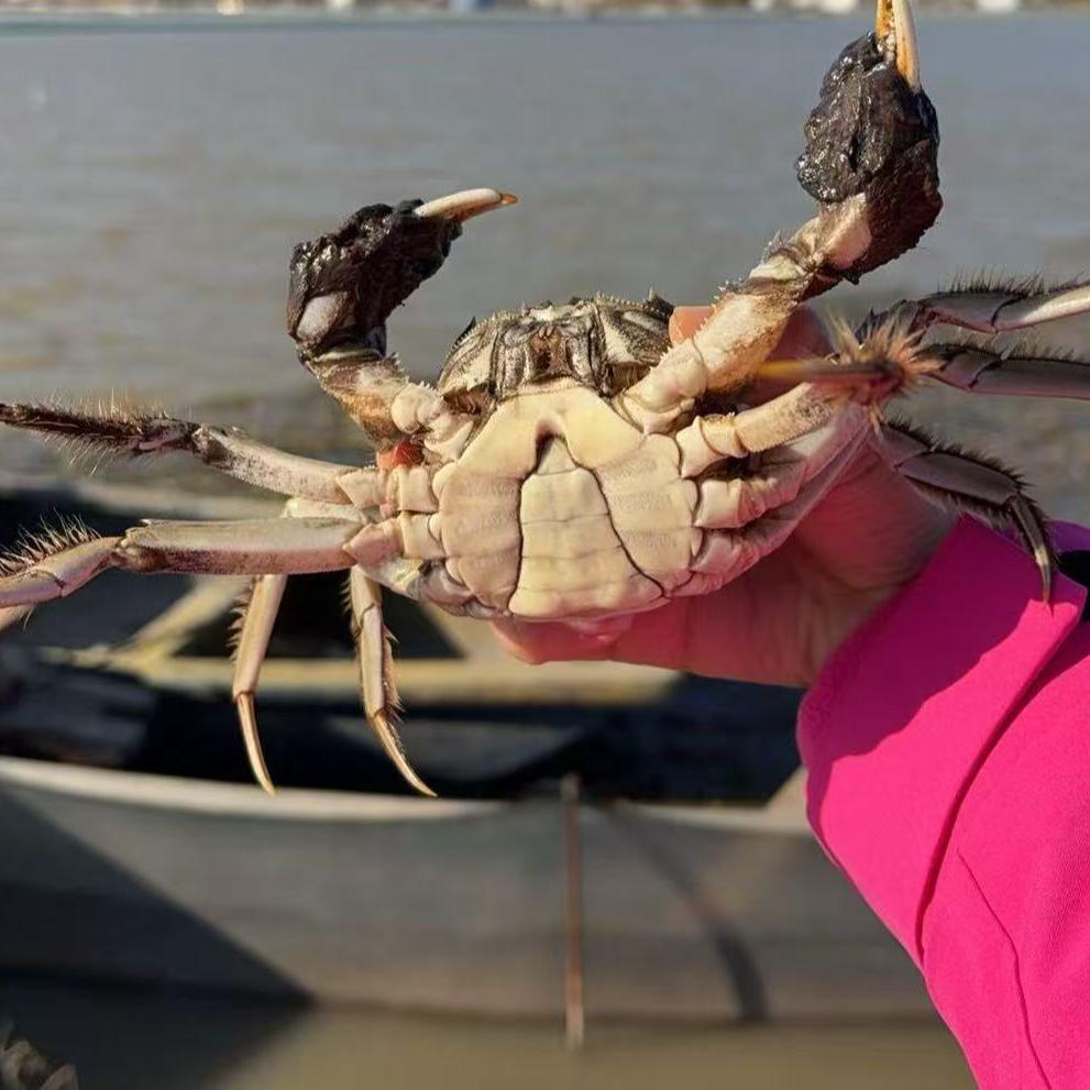 （公母对蟹）3.8-4.3两公蟹2.8-3.3两母蟹8/12只活蟹现发