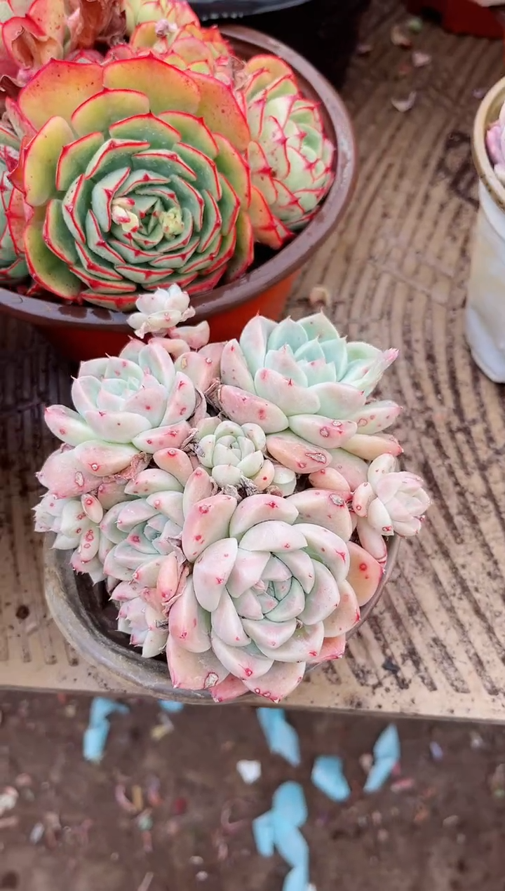 【闪购商品】04512