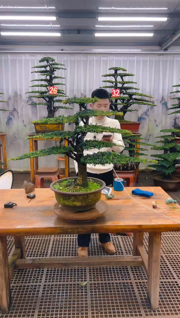 无花朵用****9精品盆景直播间一物一拍