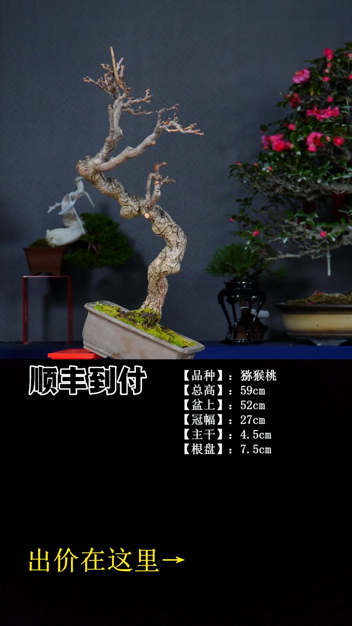 无花朵猕猴桃  不包邮