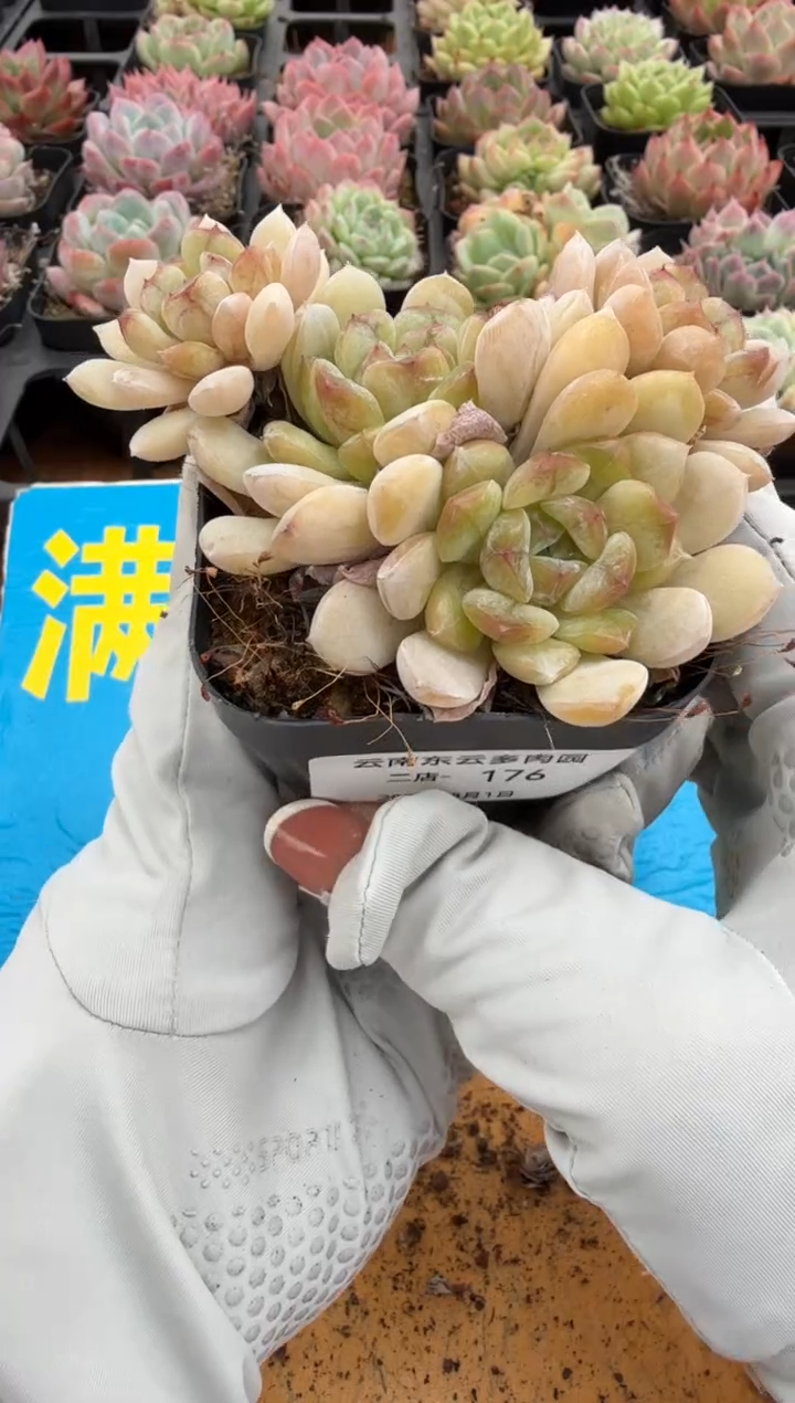 东云多肉二店-176