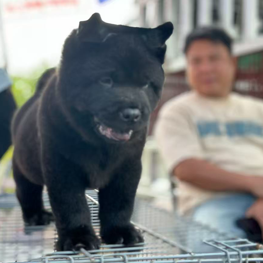 五黑犬纯种五黑犬活体狗狗