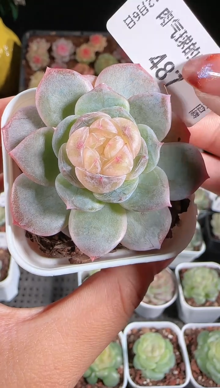 1206-487芳辰多肉群生不包整