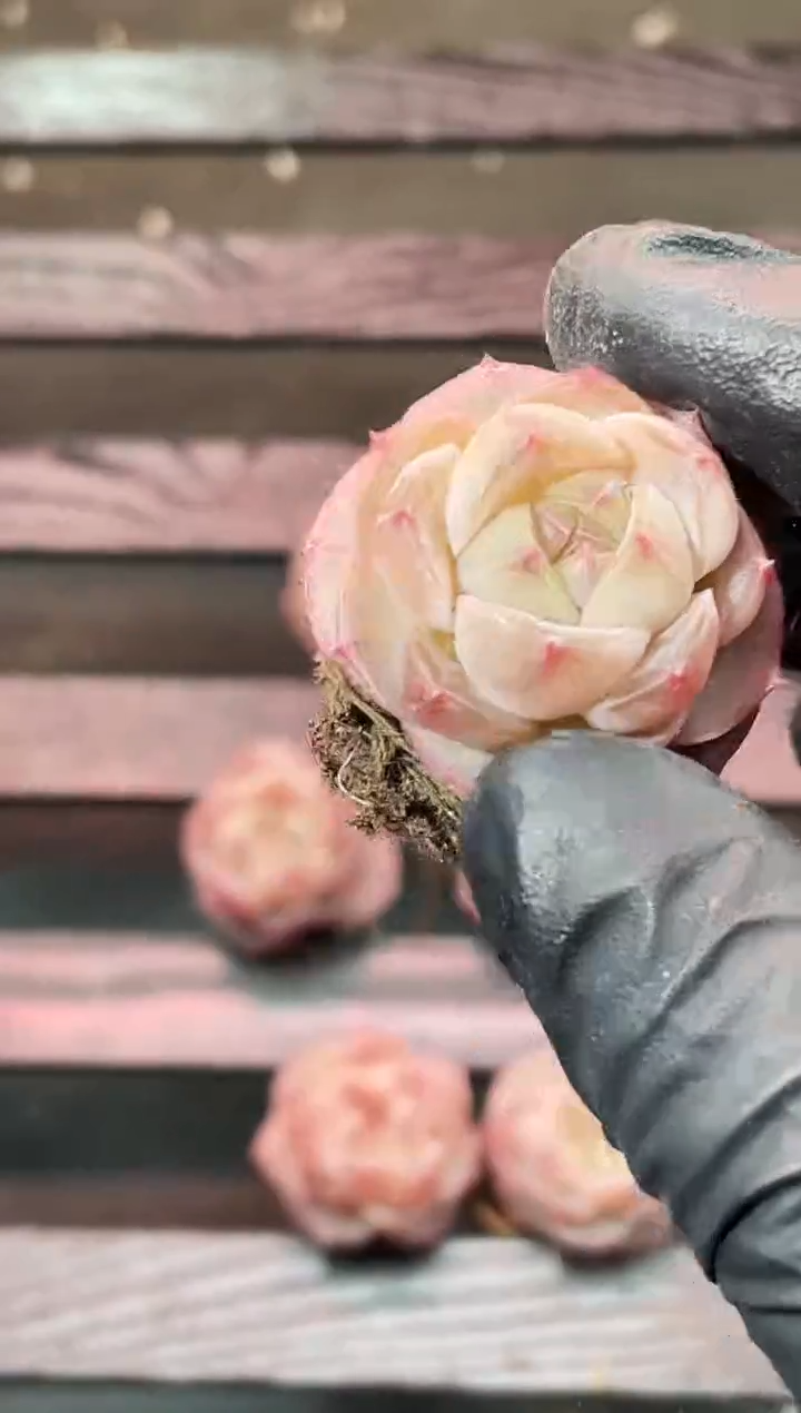 8-15玛瑙弹珠2-3厘米量拍发一颗