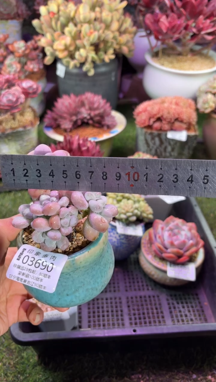 【闪购商品】03690脱土带盆