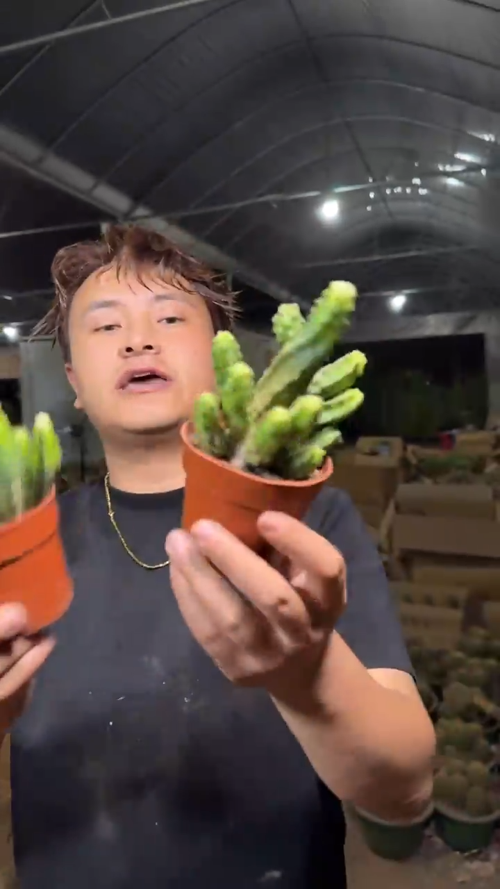 2颗 大桃太郎【带根】微徒