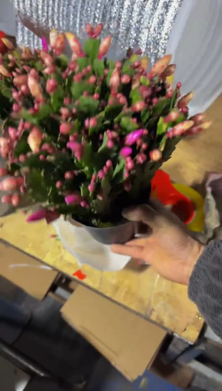 全部花苞黄色混粉色