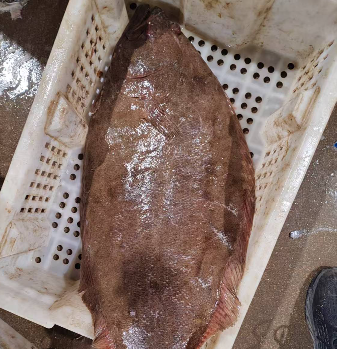 青岛海捕野生大牙鳎鱼