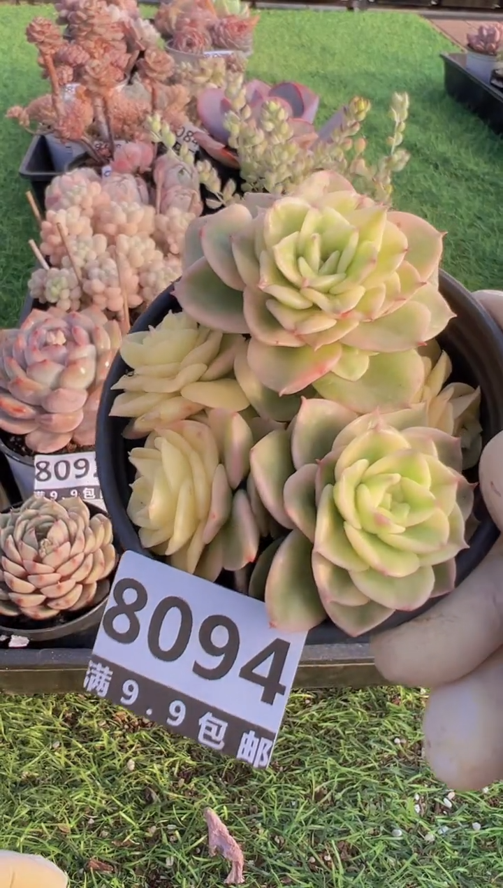 【闪购商品】信福多肉一物一拍