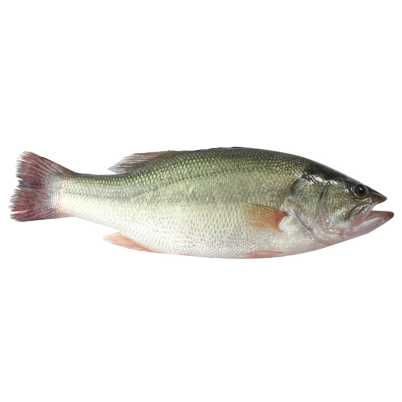 淡水鲈鱼（宰杀不退）500-650g/条