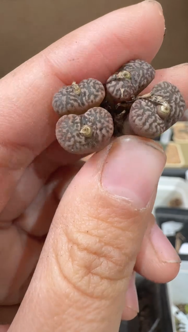 30-29多肉植物肉锥