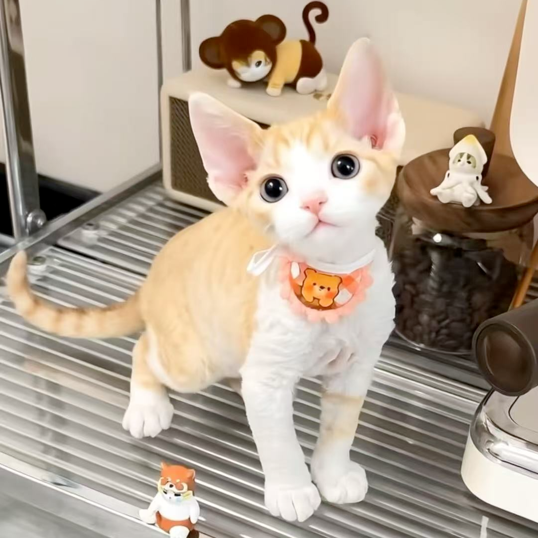 （翟家萌宠）德文猫 宠物猫咪