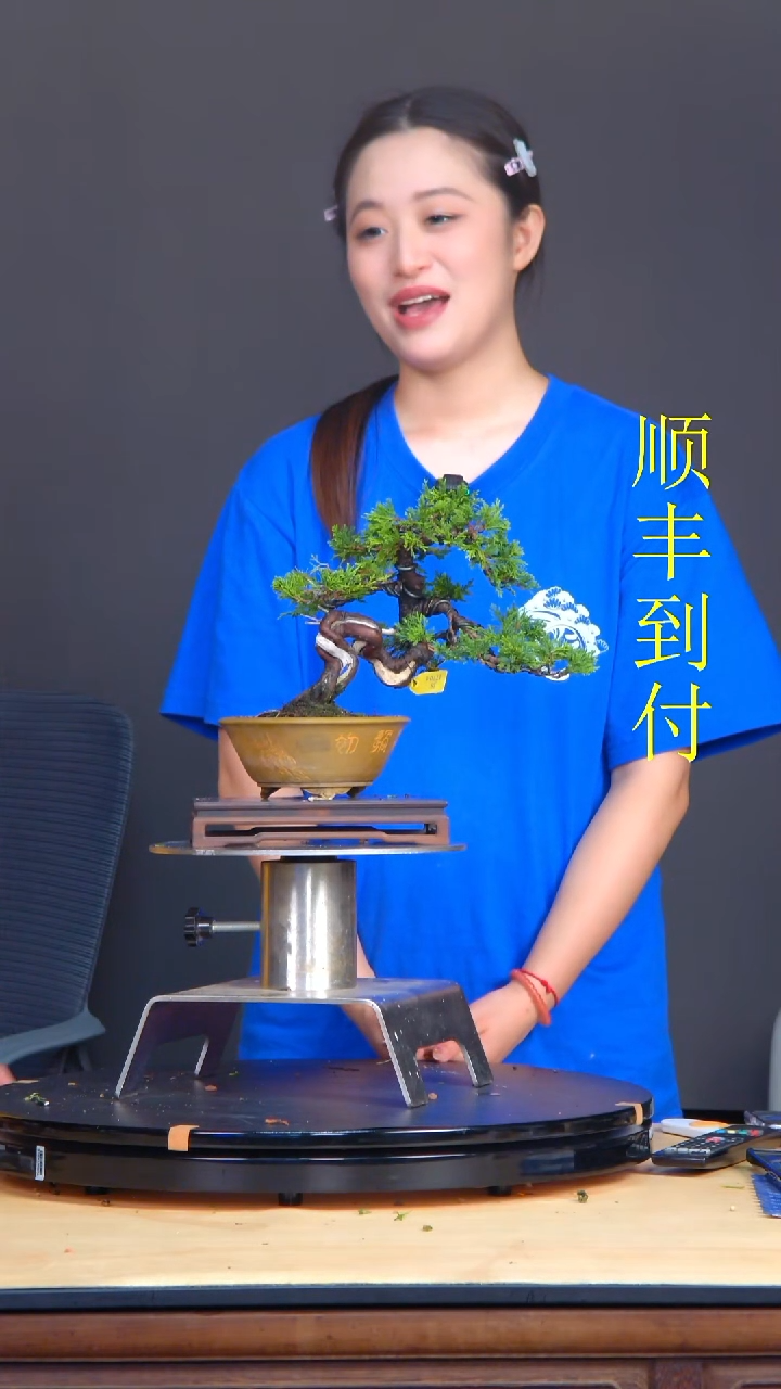 无花朵和**行17704真柏真柏