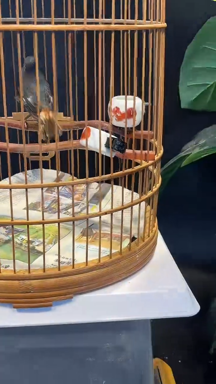 20号   石燕养笼0元起拍