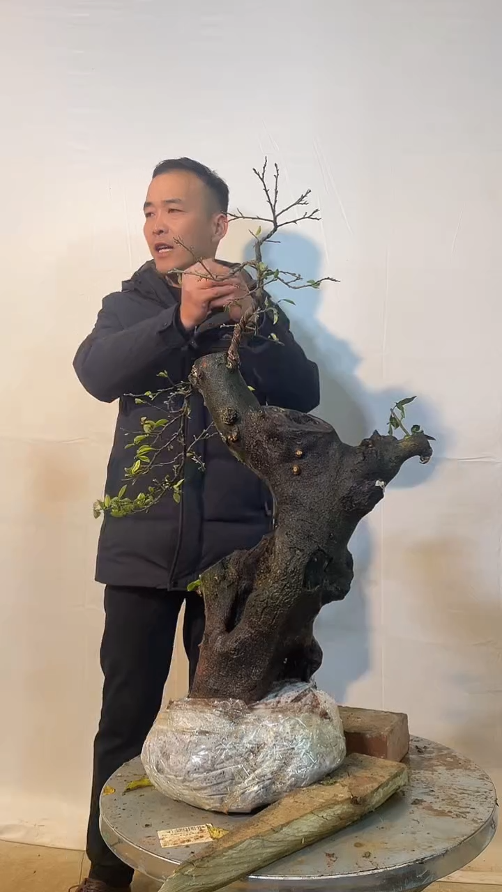 以实际为准鲁****窗金弹子 盆栽 盆景 一物一拍