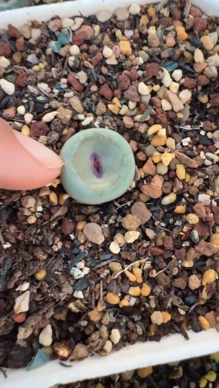 26-201多肉植物肉锥