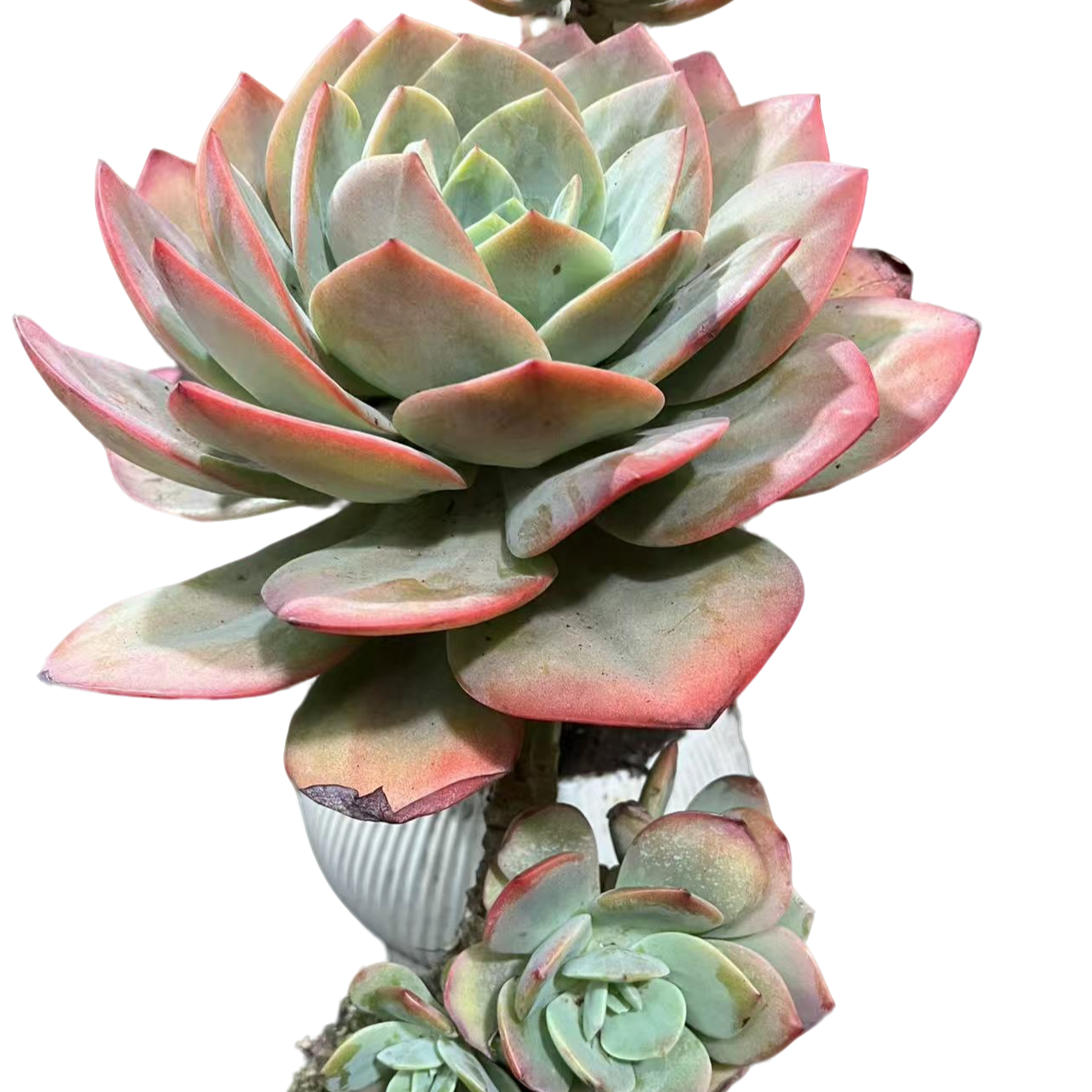 精品多肉 单头血凤