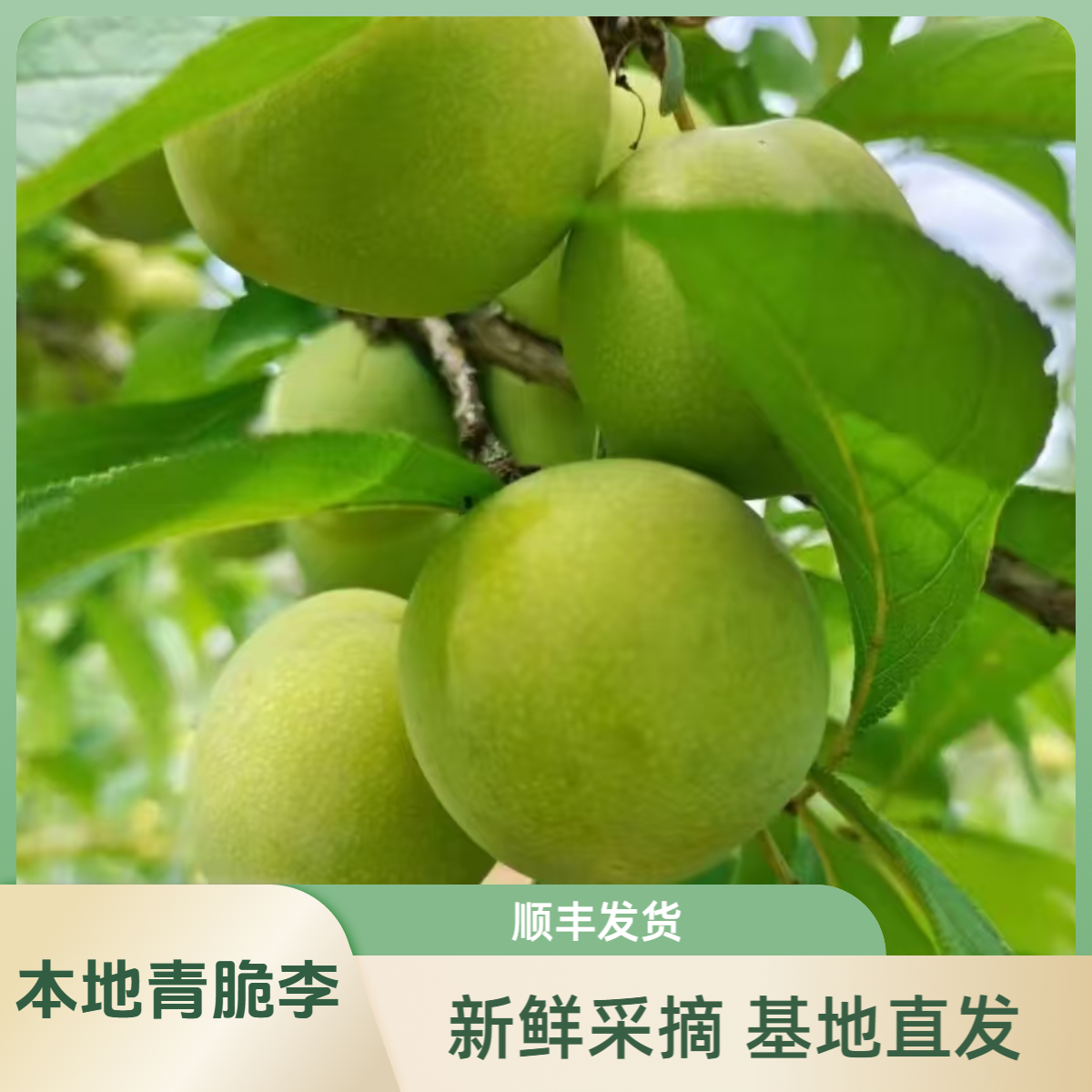 新鲜本地青脆李 现摘现发