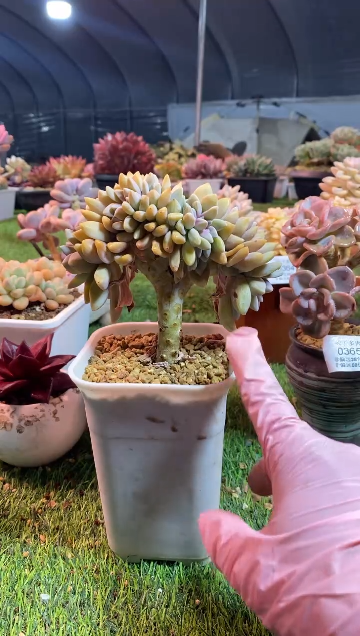 【闪购商品】0366a