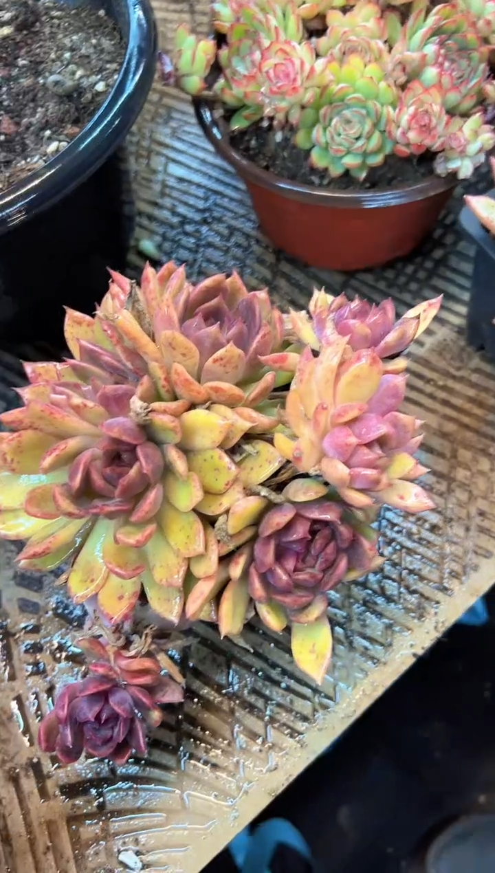 心*多肉植物一物一拍20432