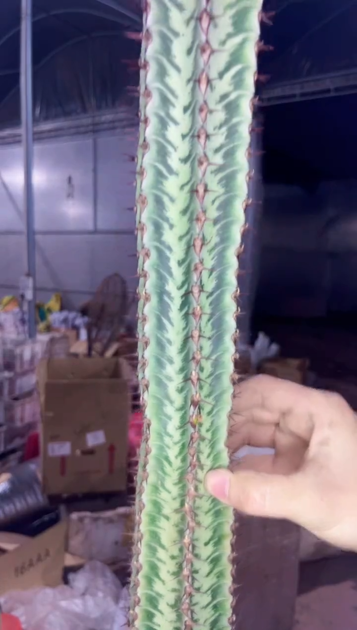 【闪购商品】斑马大戟50cm