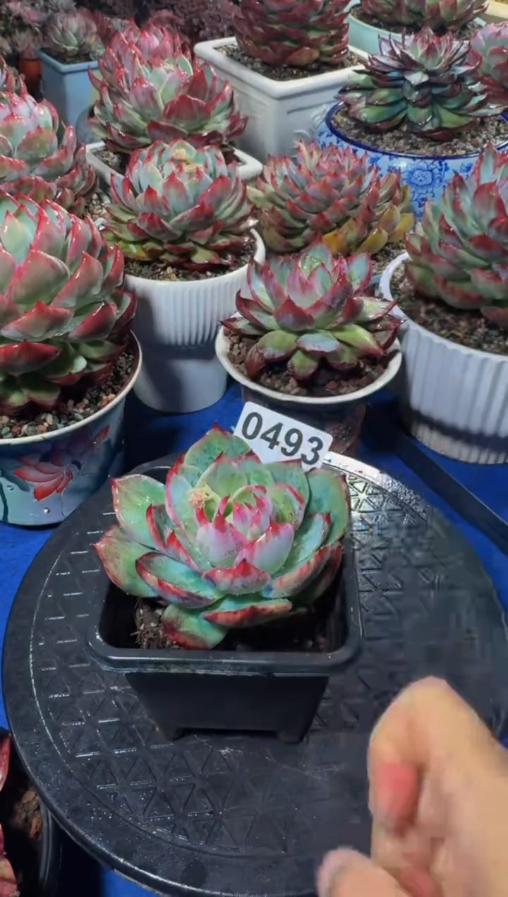 【闪购商品】0493惊鸿仙子（裸根发货）