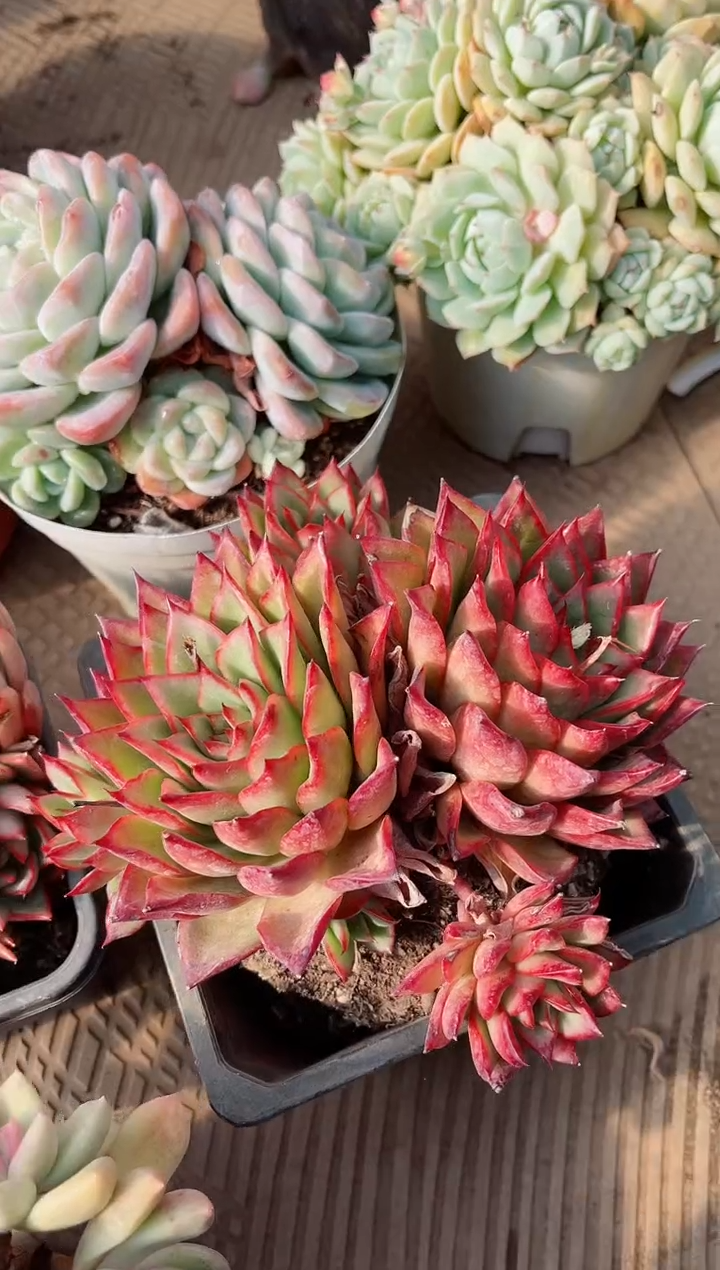 【闪购商品】13206