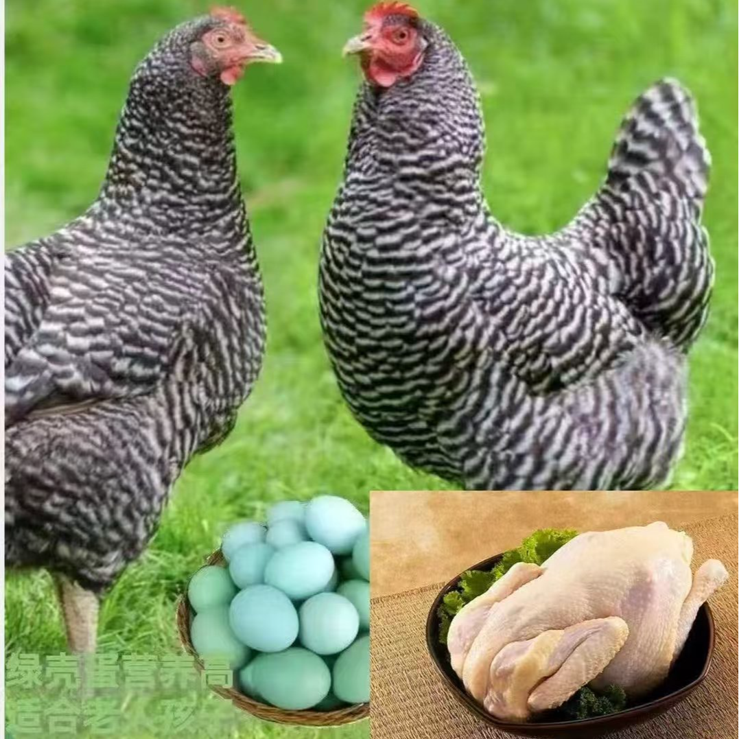 黑芦花整鸡肉质鲜美到手10只