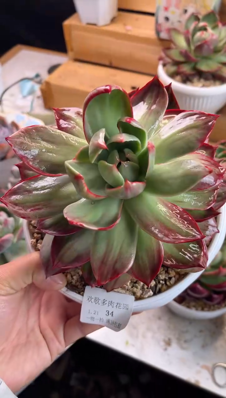 【闪购商品】11.21-34惊鸿