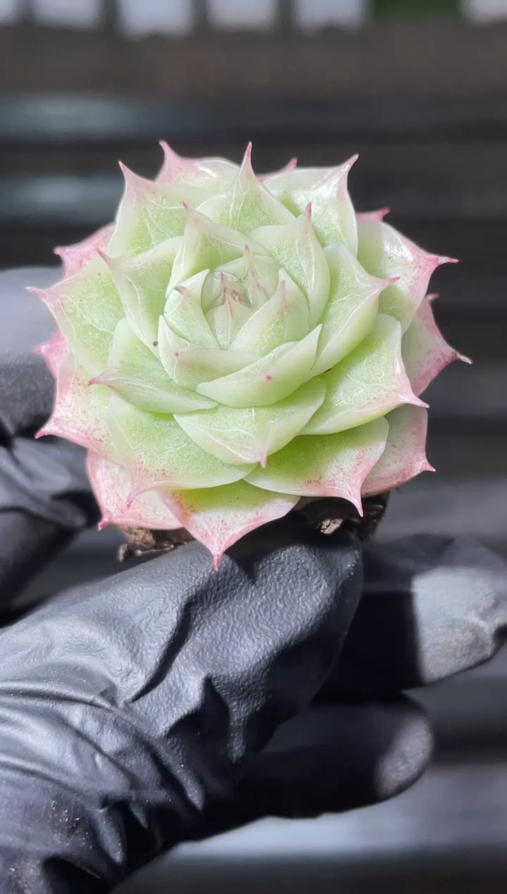 31-97 雾山百合 2-3厘米量拍发一颗