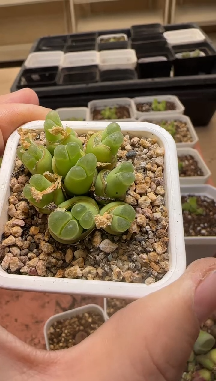 【闪购商品】13-346