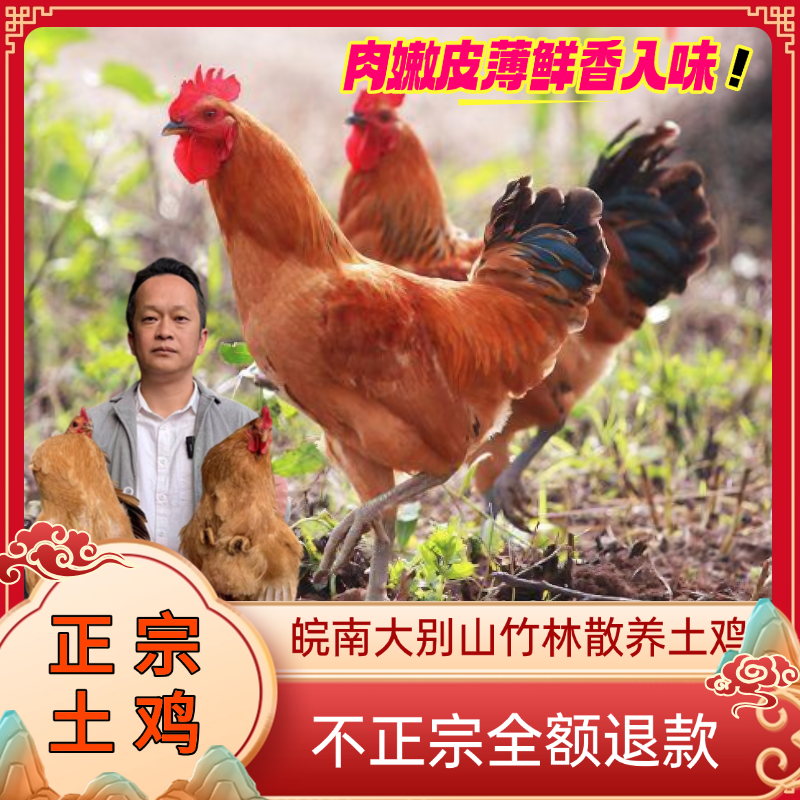 【买1送1】大别山竹林散养童子鸡纯粮谷喂养现杀土鸡散养土鸡
