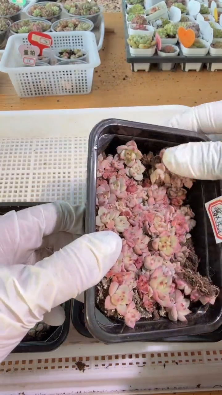 梦X东云切糕1盒 量拍多肉植物