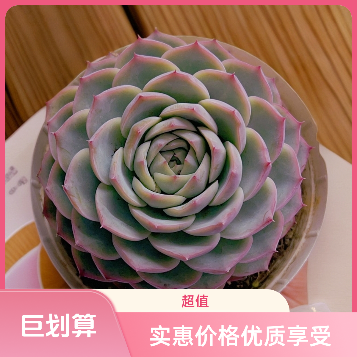 顺悠 粉水晶多肉植物超好养脱土