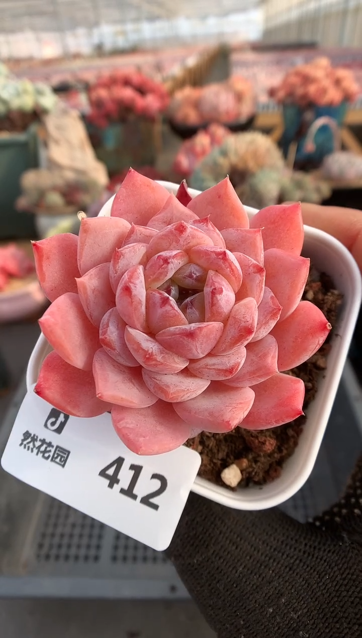 【闪购商品】412冰魄一物一拍