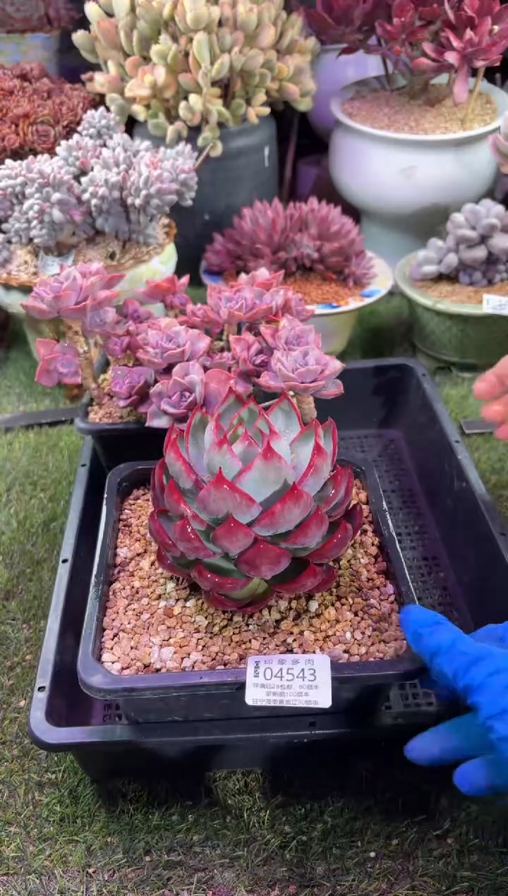 【闪购商品】04543