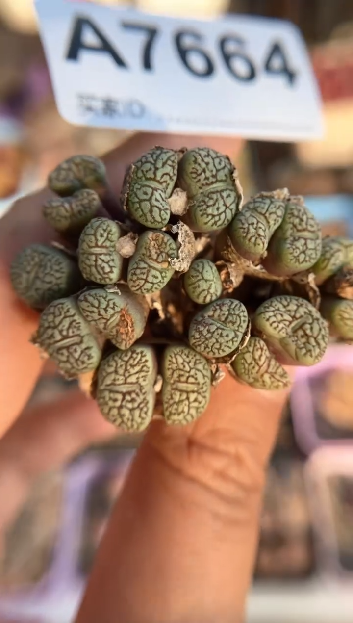 【闪购商品】7664直播一物一拍