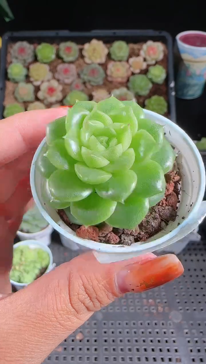 1102-467心选34麦秆群不包整