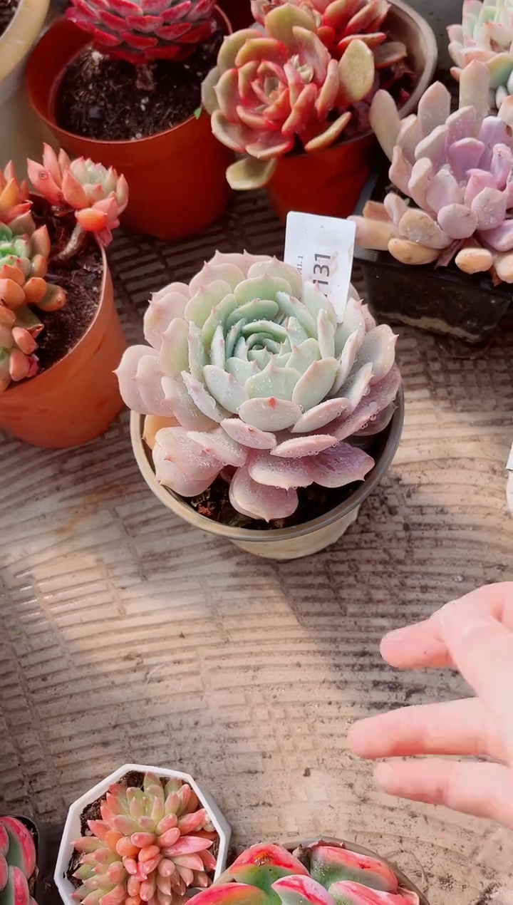 快**生跃跃精品多肉01131