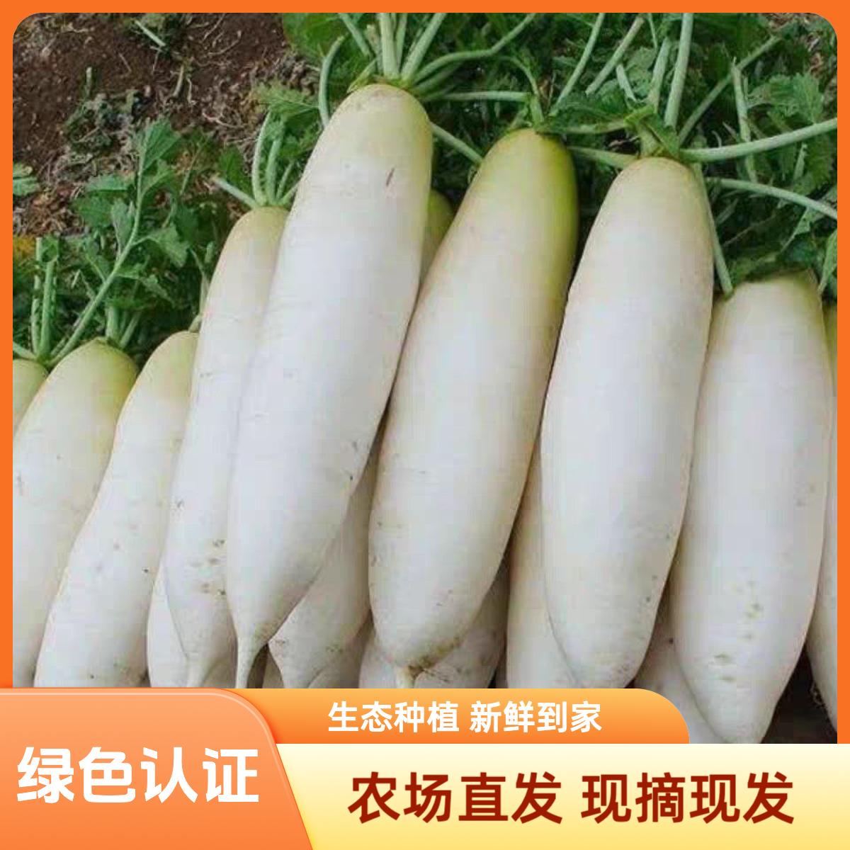 【崇明绿色认证】崇明白萝卜生态种植新鲜采摘萝卜