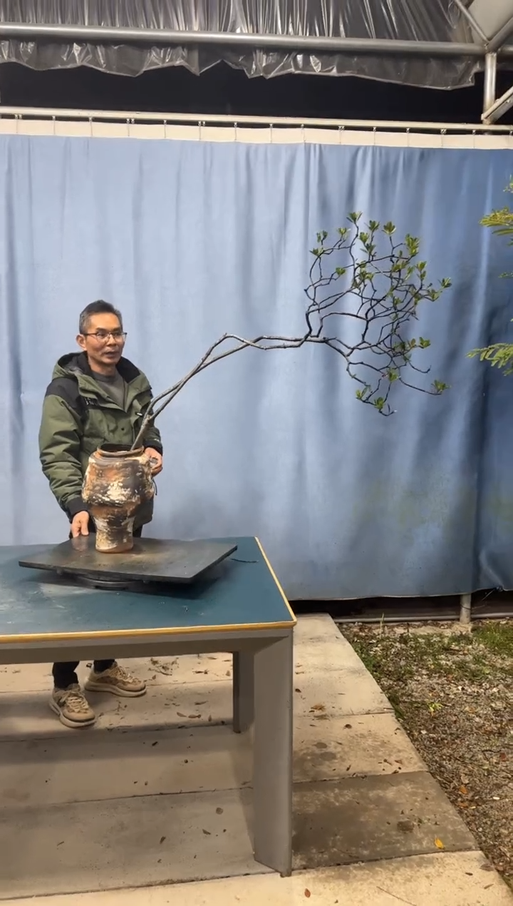 【闪购商品】盆景春花