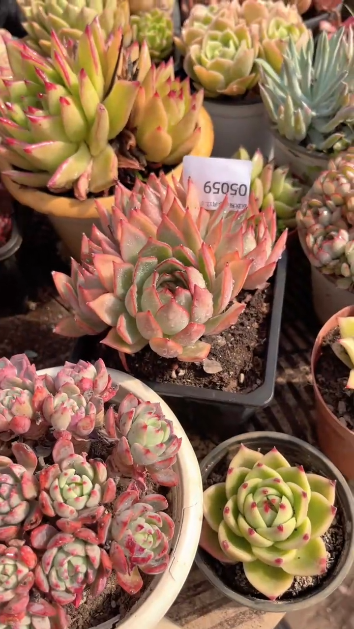 小*跃跃精品多肉05059