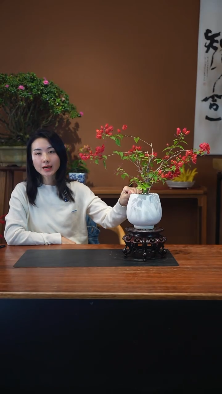 全部花朵三角梅盆景盆景盆景