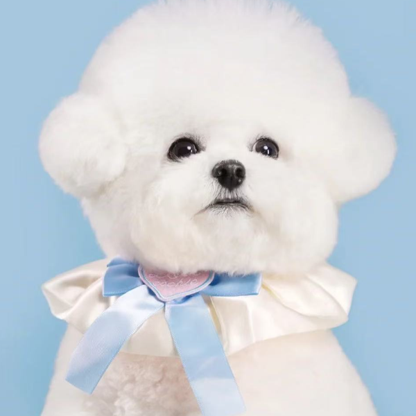 比熊的365天 伴侣犬宠物狗狗聪明温顺乖小狗