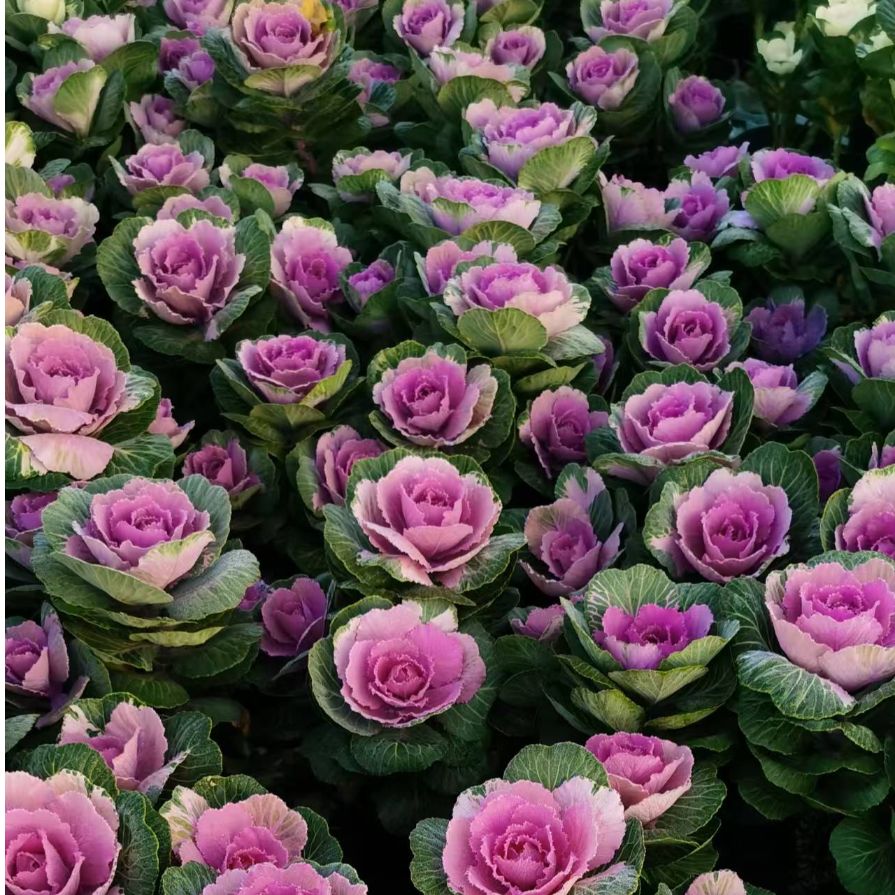 【花妈妈】鲁西露3头甘蓝盆栽阳台庭院耐寒耐热多年生好养易养好活