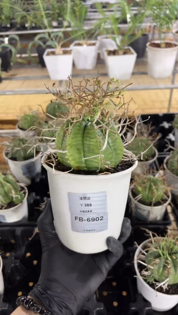 法丽达大戟FC-6902