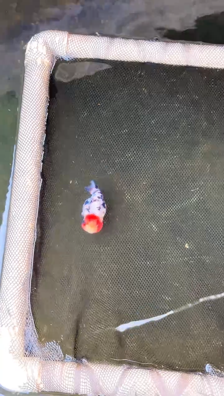 金鱼Z*Z水娃娃渔场兰寿观赏鱼 不包邮