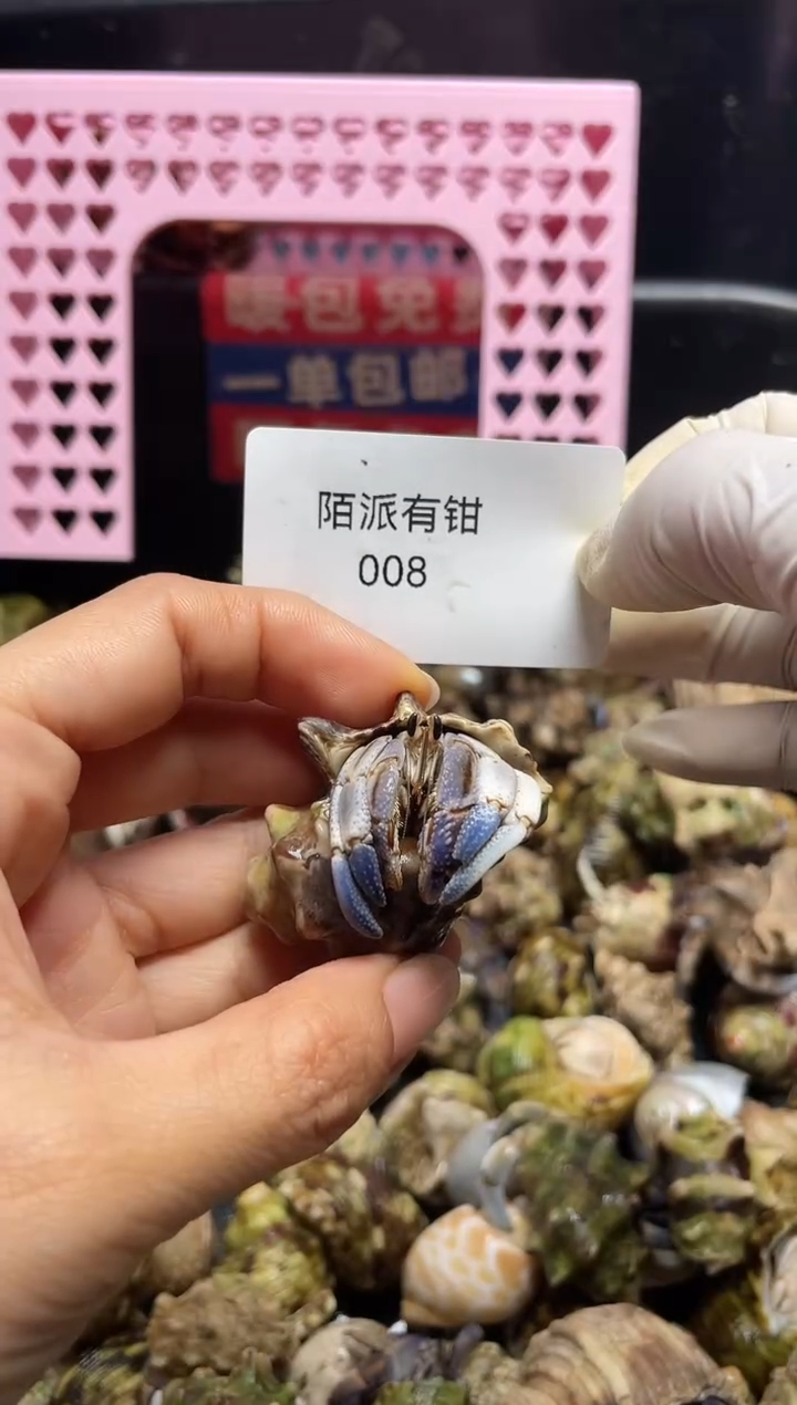 陌派帝国寄居蟹008
