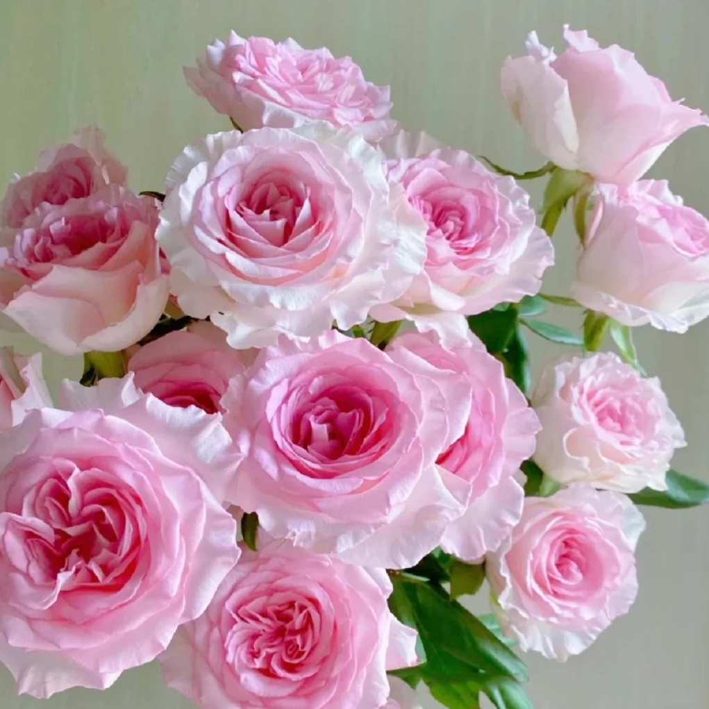 520鲜花【洛神】烫头 粉色系渐变色带花边一单冷链云南鲜花基地直发