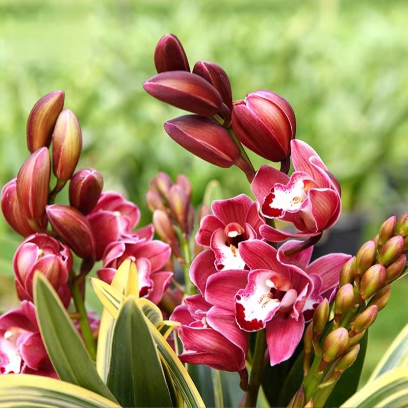 云南基地直发【黄金中国龙带多花苞】室内外高端兰花香味浓花期长